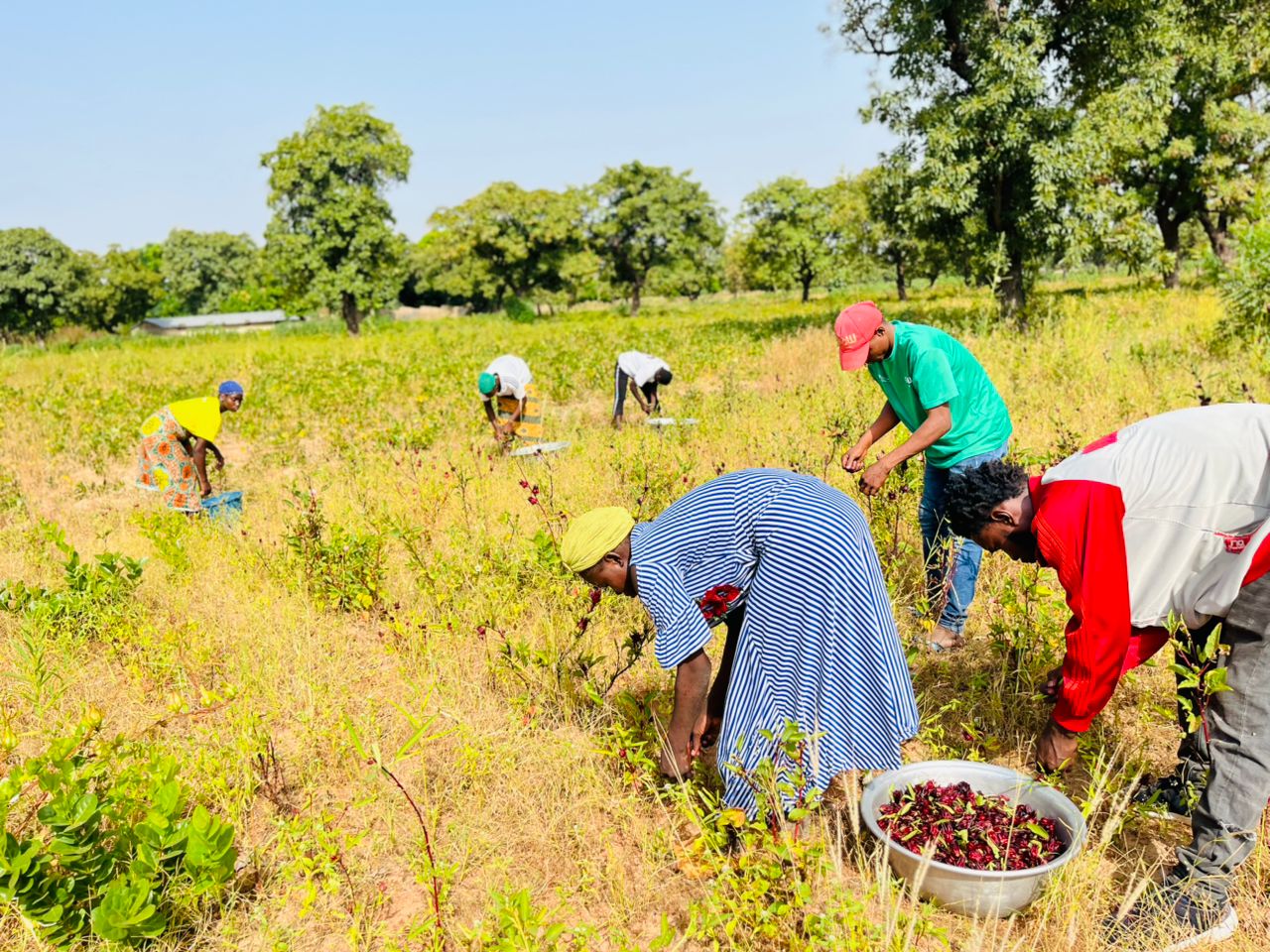 Angbanlife farm sourcing